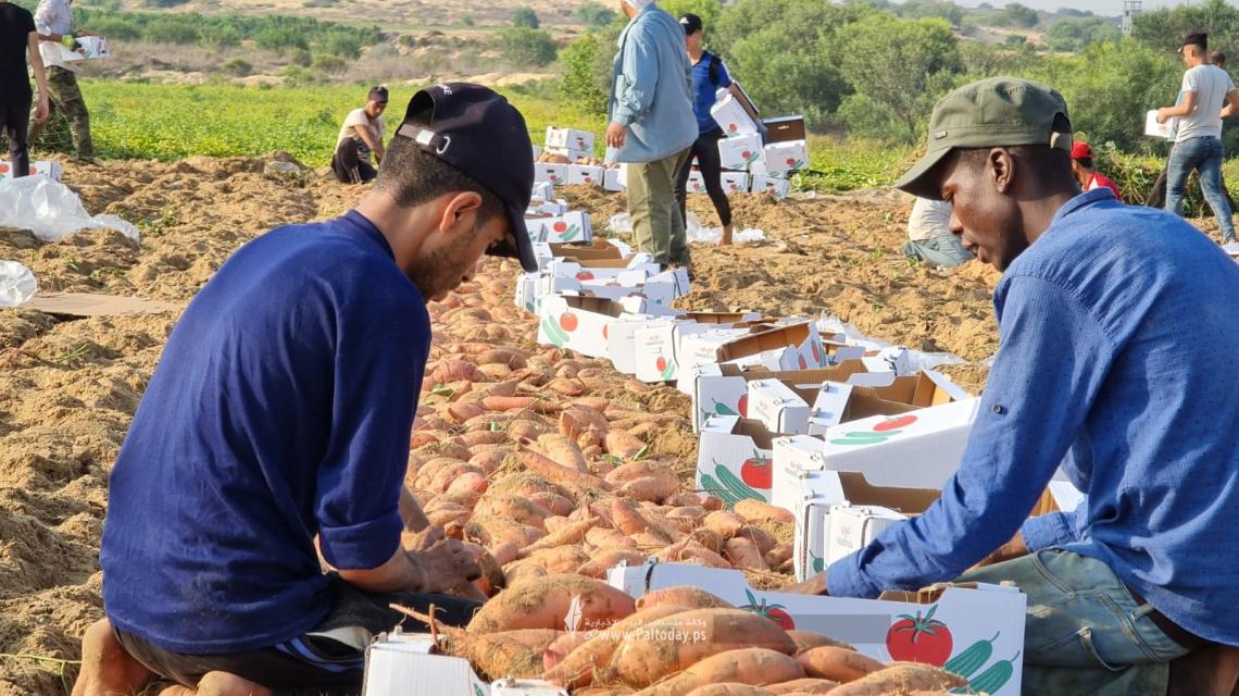 انطلاق موسم حصاد البطاطا الحمراء "الحلوة" جنوبي قطاع غزة