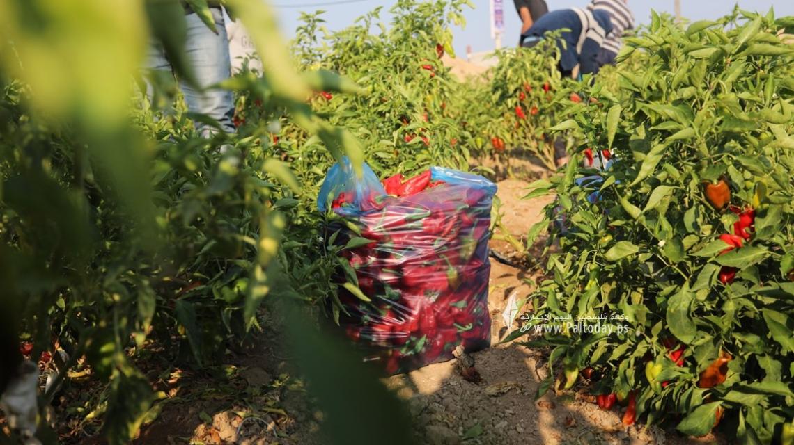 بالصور:مزارعون يجمعون محصول الفلفل الأحمر في غزة