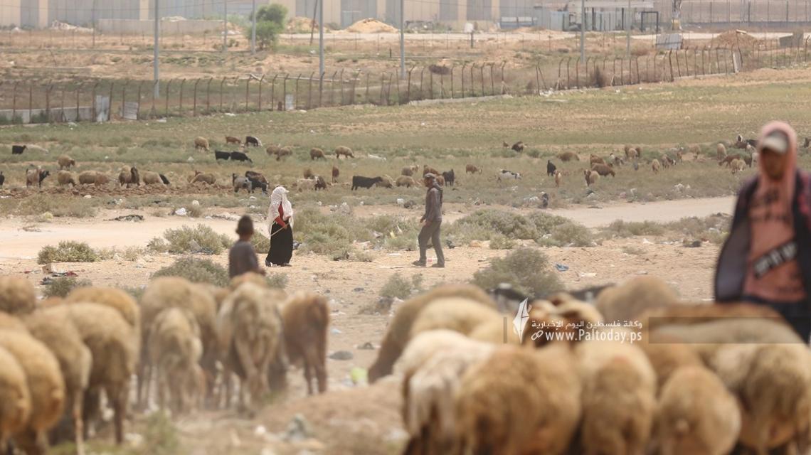 بالصور:رعاة الأغنام.. رحلة مخاطرة يومية على حدود غزة بسبب رصاص الاحتلال