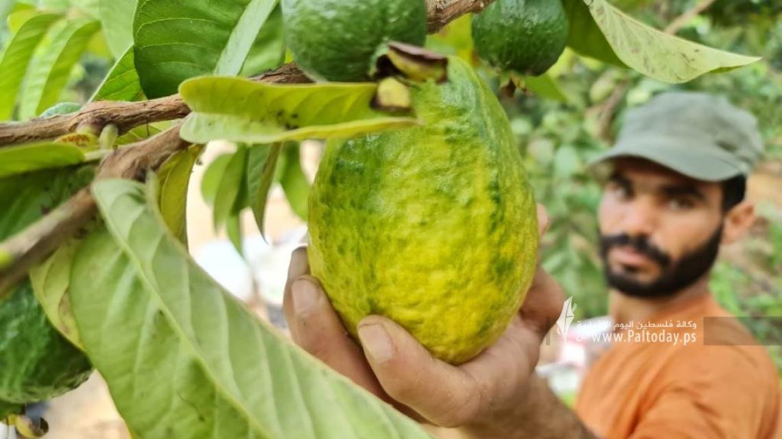 بالصور: موسم قطف الجوافة يبدأ في غزة رغم ملوحة المياه والآفات
