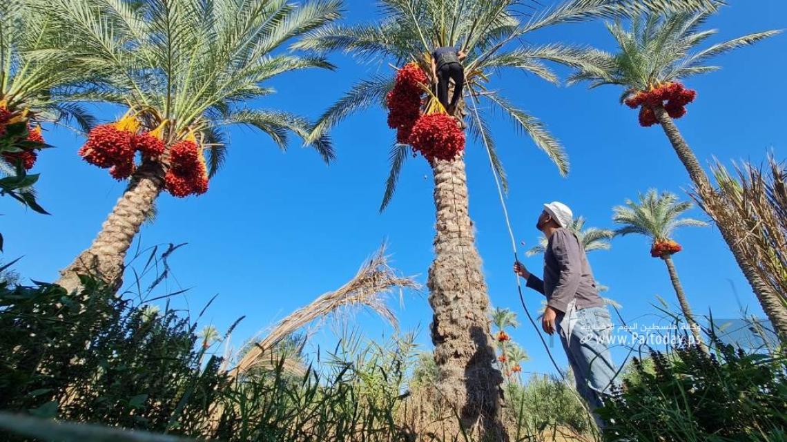بدء موسم جني ثمار النخيل في قطاع غزة