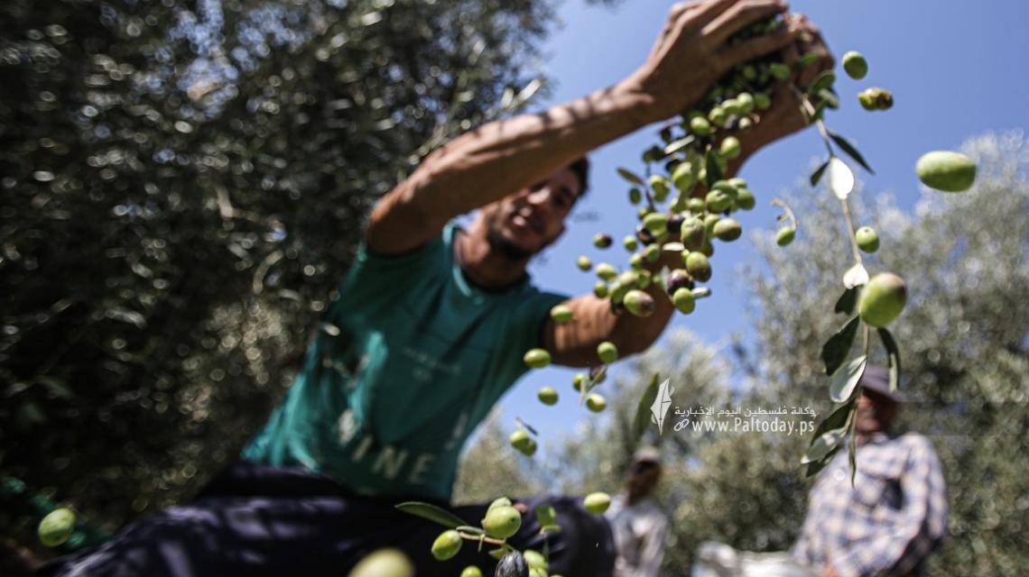 بالصور:بدء موسم قطف ثمار الزيتون في قطاع غزة