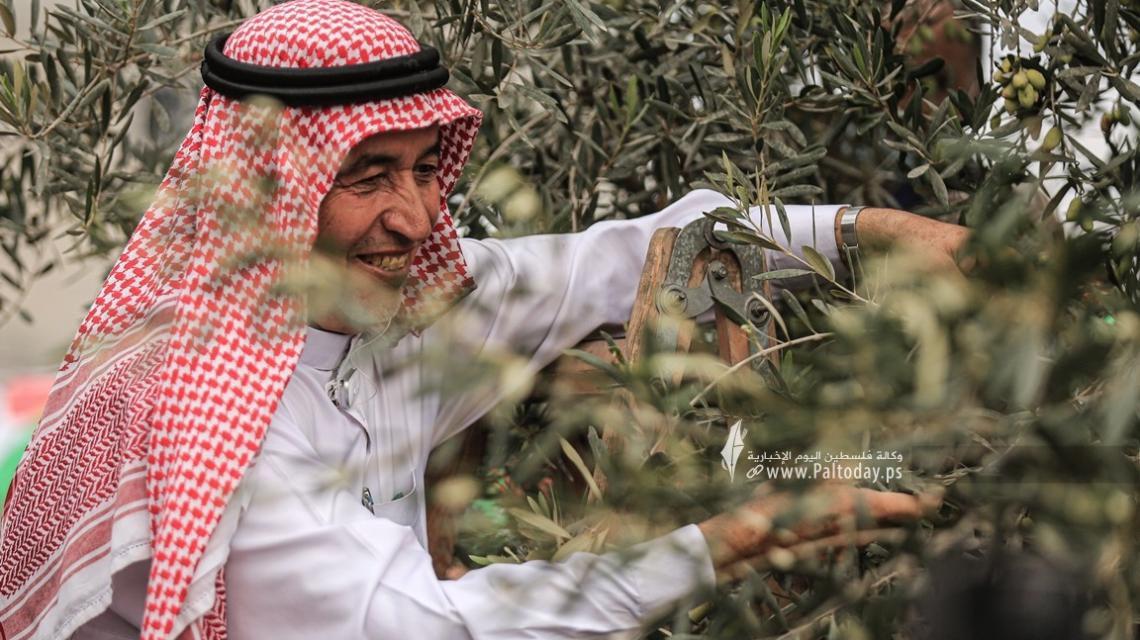 بالصور:وزارة الزراعة تفتتح موسم جني وعصر "الزيتون" بغزة