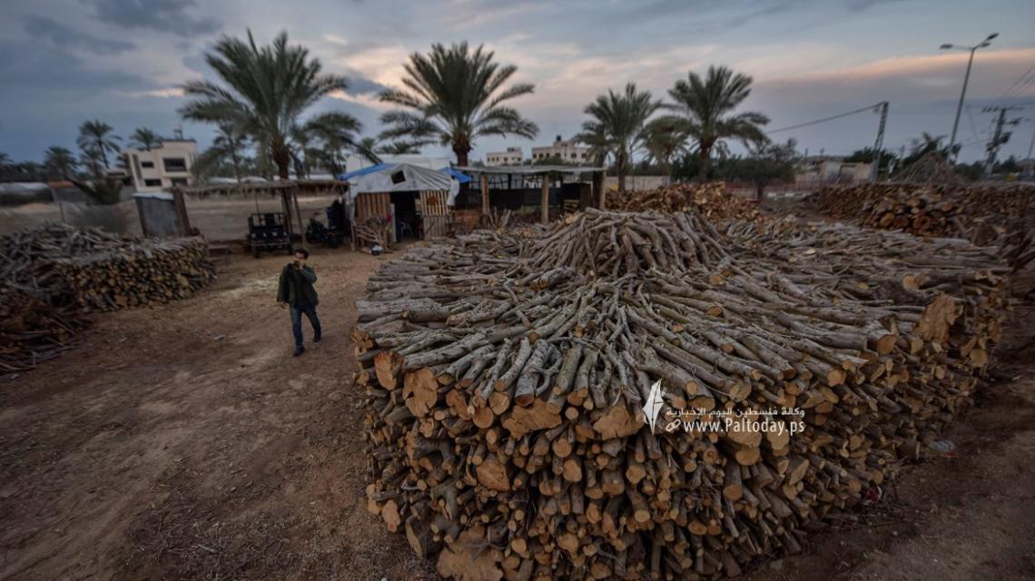 "جمع الحطب" في غزة . مهنة موسميّة ونادرة
