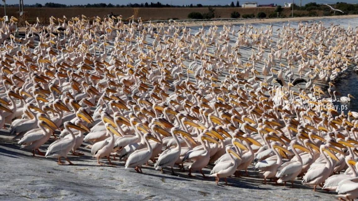 آلاف الطيور المهاجرة تحط رحالها في مستنقع مياه شمال مدينة يافا المحتلة