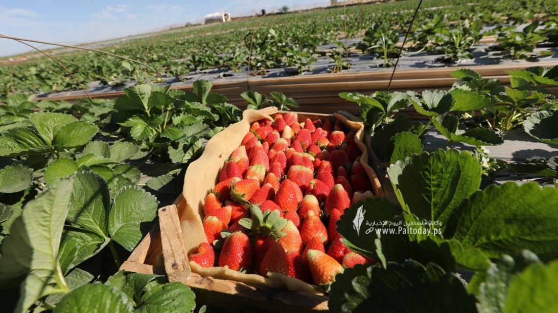 بالصور:مزارعو غزة يفتتحون موسم الفراولة