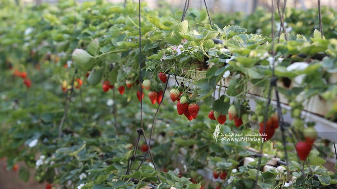 بالصور: "ذهب غزة الأحمر".. فاكهة لا تصدأ
