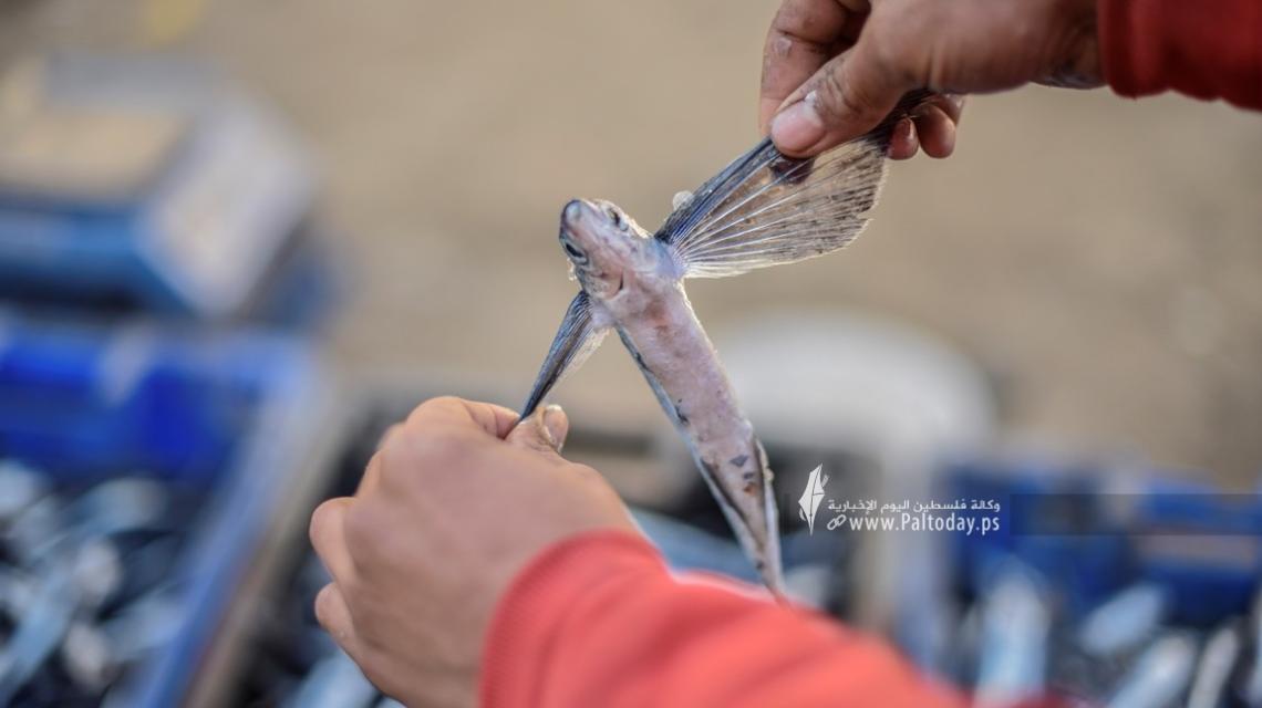 شاهد ; سوق السمك في مدينة خانيونس جنوب القطاع