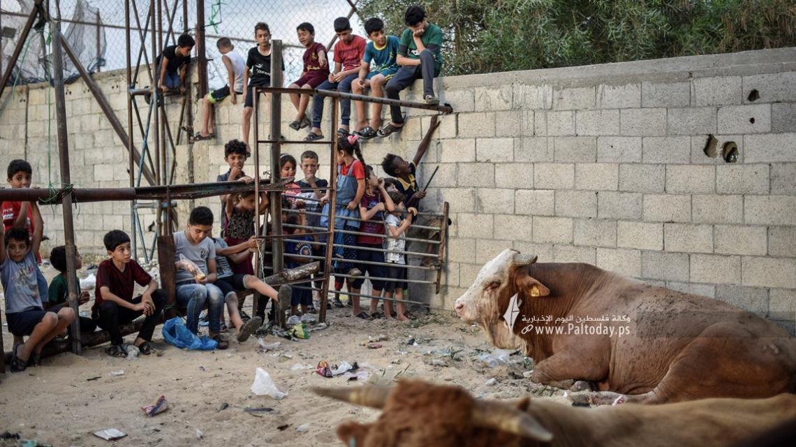 فرحة وبهجة الأطفال في مزارع المواشي لشراء الأضاحي جنوب قطاع غزة .