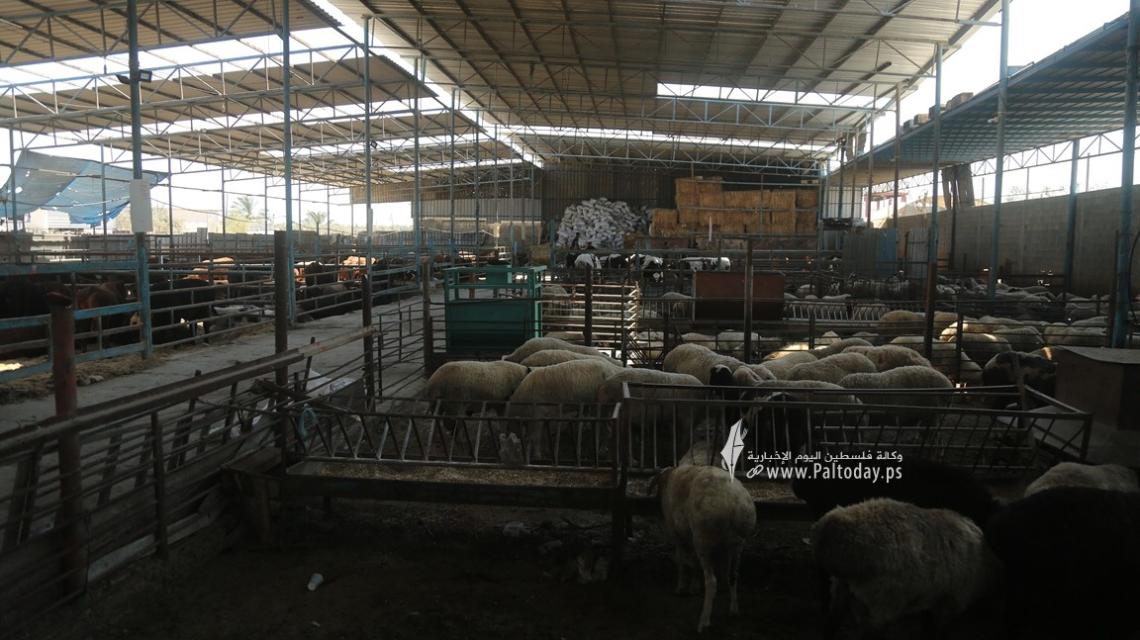 بالصور: مزارع العجول بغزة تستعد لاستقبال عيد الاضحى 2022