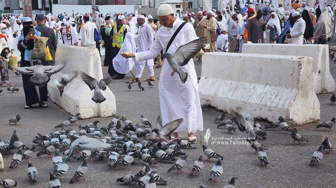 بالصور :حجاج بيت الله الحرام ينثرون حبوب القمح لأسراب الحمام الساكن في محيط الحرم المكي*