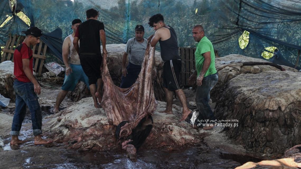 بالصور: "دبغ الجلود" في غزة: مهنة تُصارع من أجل البقاء