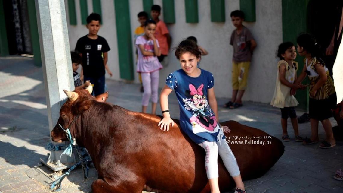 فرحة الأطفال مع الأضاحي عشية عيد الأضحى المبارك في خانيونس جنوب قطاع غزة.