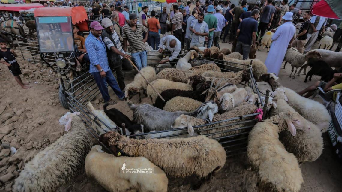 مواطنون يشترون الأضاحي قبيل عيد الأضحى المبارك في سوق الحلال بمدينة دير البلح وسط قطاع غزة