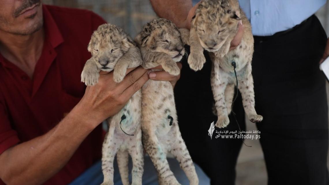 بالصور: لبؤة تضع 3 أشبال في حديقة حيوان شمال قطاع غزة