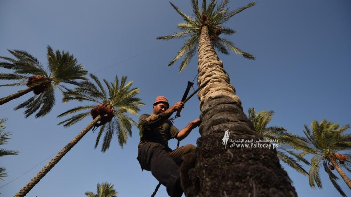 بدء موسم قطف ثمار البلح في قطاع غزة