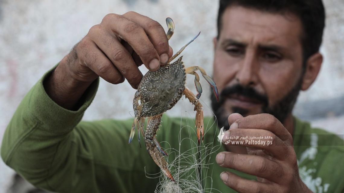 بالصور : بدء موسم الجلمبات السلطعونات في قطاع غزة