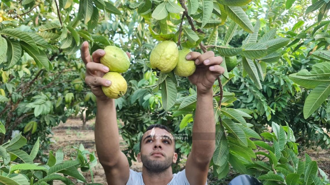 بالصور: موسم قطاف فاكهة الجوافة جنوب قطاع غزة