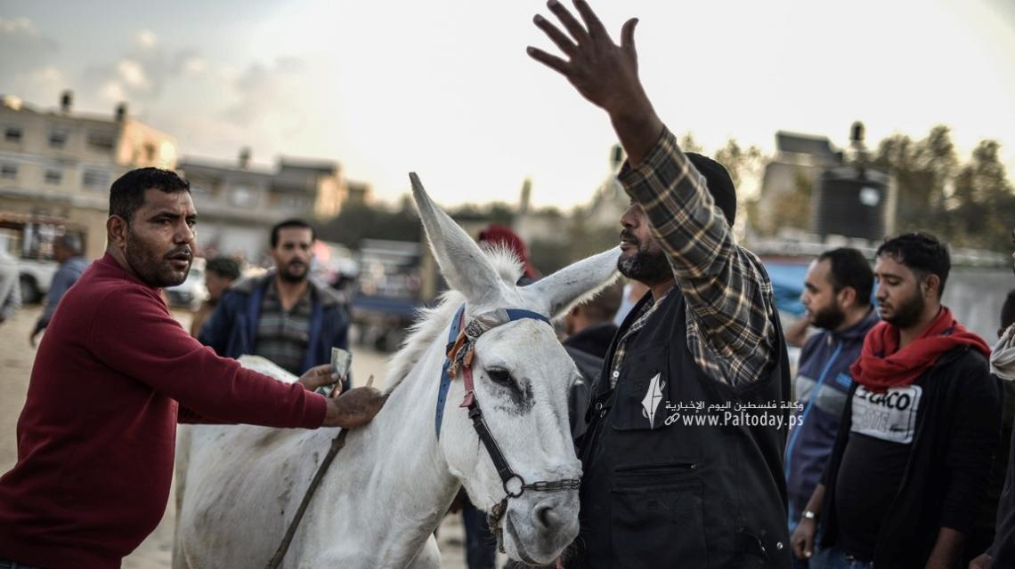 تجار المواشي يشتكون منع توريد "الحمير" إلى غزة