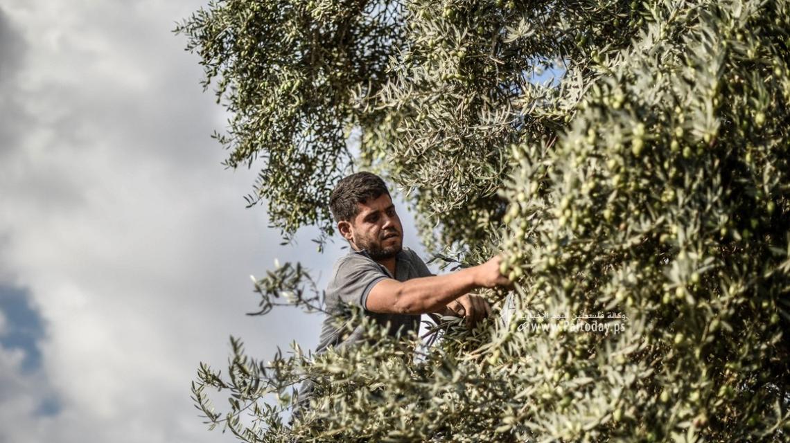بدء موسم قطف الزيتون فى قطاع غزة