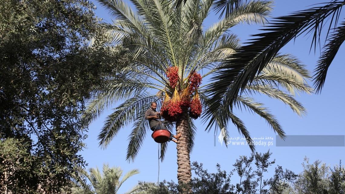 بالصور: مزارعون يشاركون في جني التمور في الأراضي الزراعية مع بداية موسم التمور في دير البلح وسط قطاع غزة