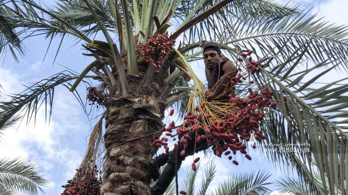 بالصور: بلدية دير البلح تفتتح موسم جني البلح وسط قطاع غزة