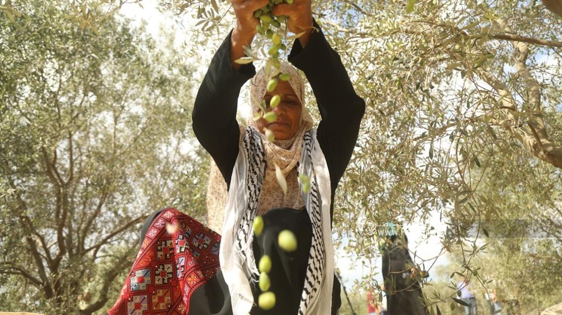 بالصور: وزارة الزراعة تفتح موسم جني محصول الزيتون فى قريه المصدر وسط قطاع غزة  بحضور رئيس متابعة العمل الحكومى بغزة
