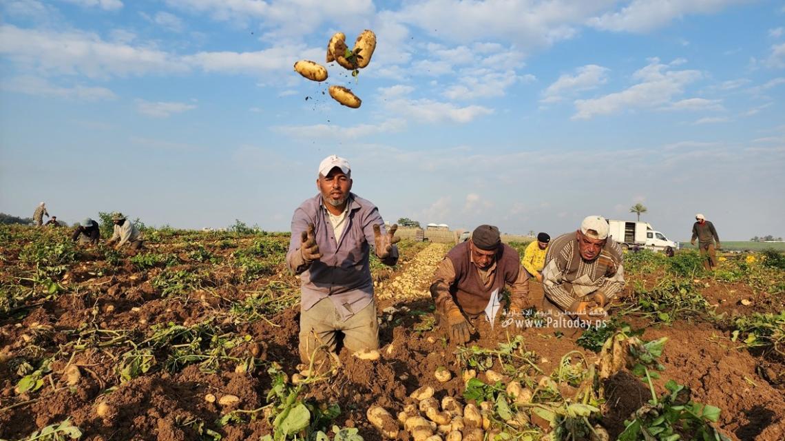 بالصور :بدء حصاد البطاطا البرية من المحاصيل الزراعية في بيت حانون شمال قطاع غزة