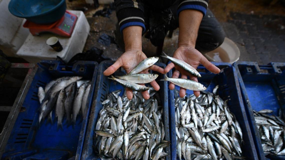 المنخفض الجوي ينعش سوق الأسماك بغزة