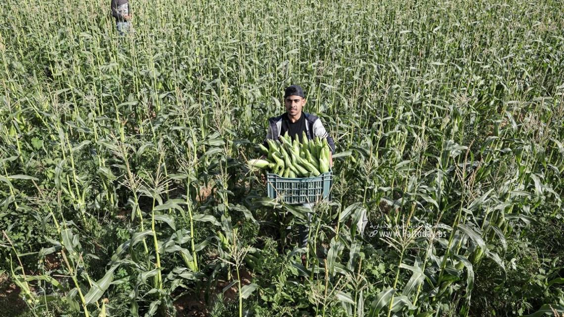 بالصور: بدء موسم قطف محصول الذرة في قطاع غزة