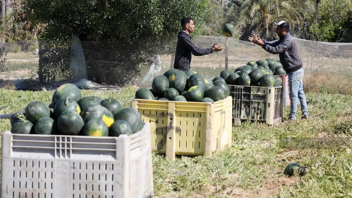 بالصور: بدء موسم قطف البطيخ في قطاع غزة