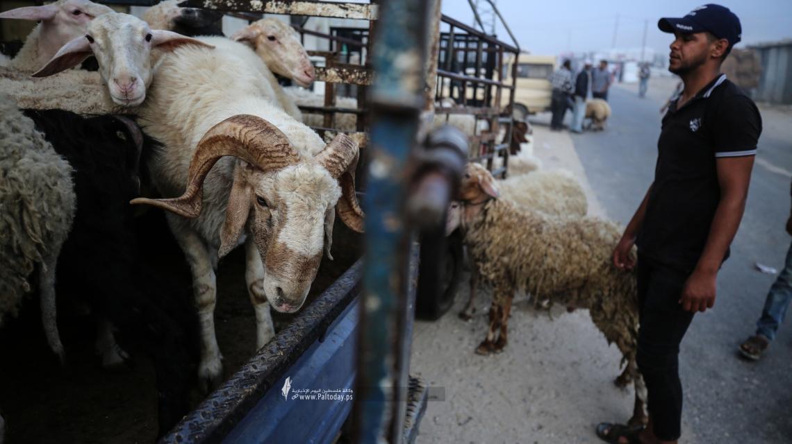 بالصور : إقبال على شراء الماشية لعيد الأضحى في سوق الحلال شرق قطاع غزة
