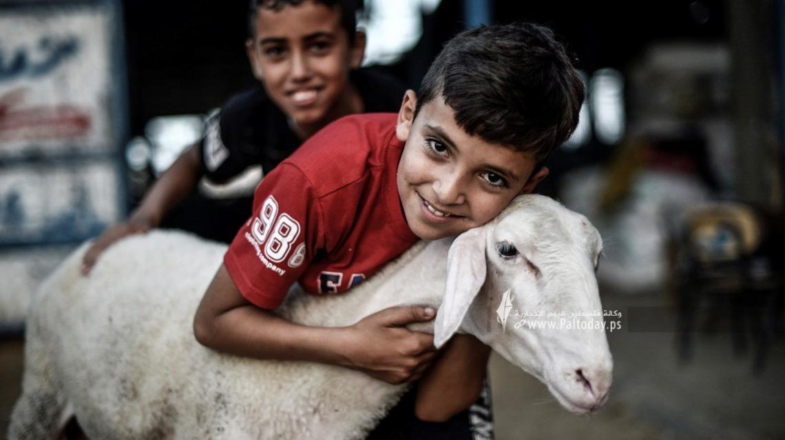 فرحة الأطفال في زيارة مزارع المواشي خلال استعدادات المواطنين لاستقبال عيد الأضحى المبارك في مدينة خانيونس