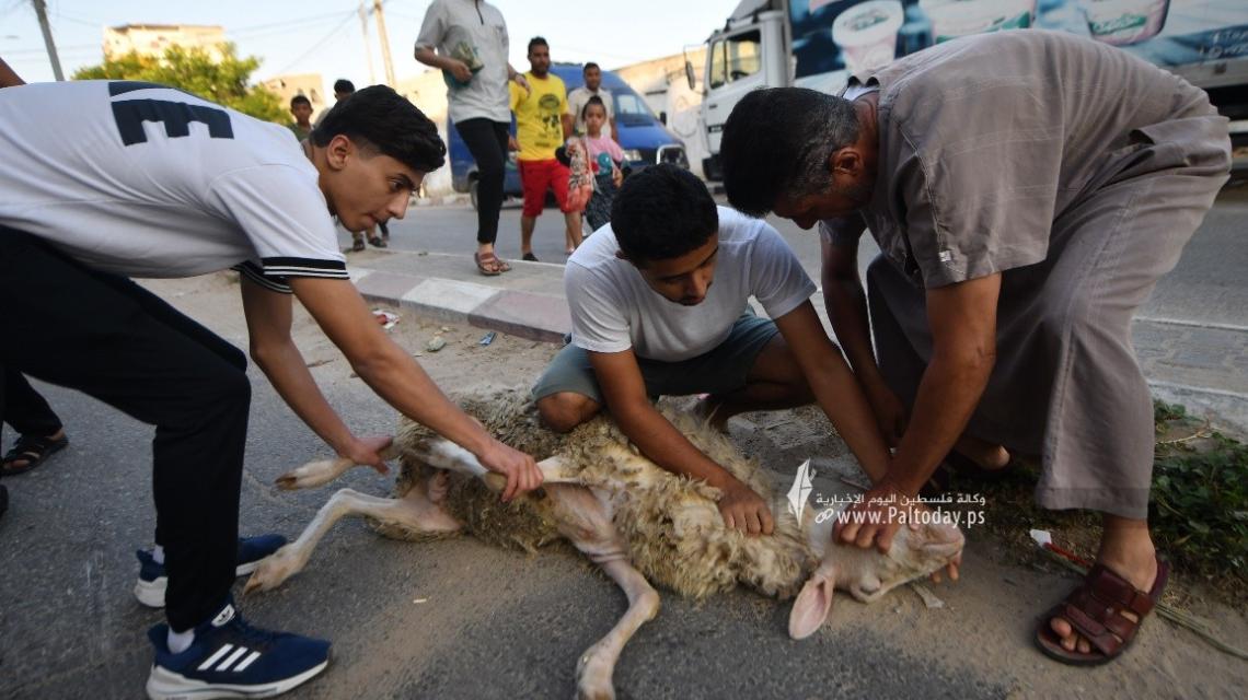 بالصور ; ذبح الأضاحي في جنوب قطاع غزة فى أول أيام عيد الأضحى المبارك