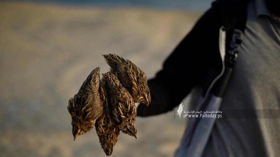 بالصور ; بدء موسم صيد طائر السمان المهاجر (الفر) على ساحل بحر قطاع غزة