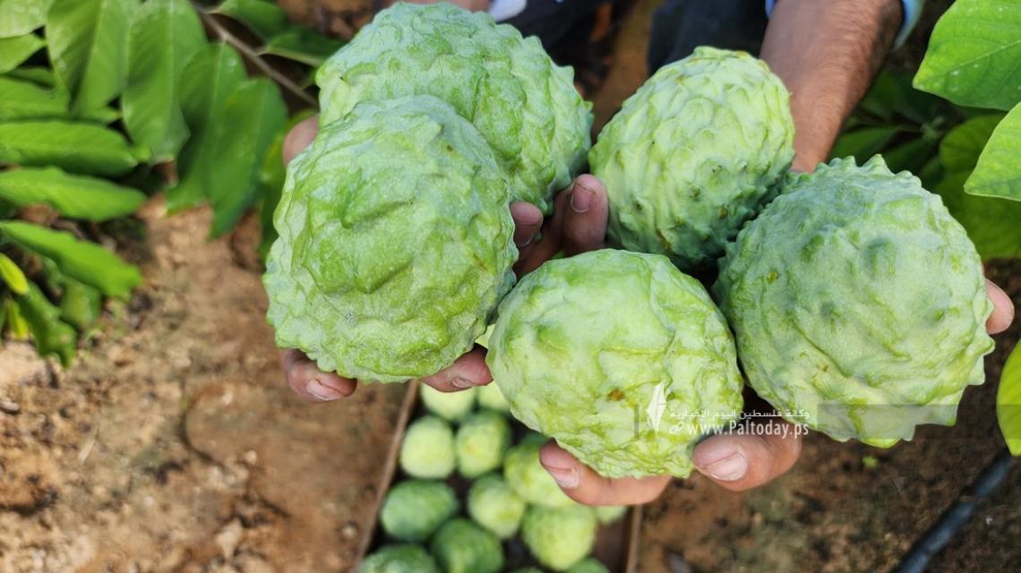 بالصور : موسم حصاد وفير لفاكهة القشطة في قطاع غزة