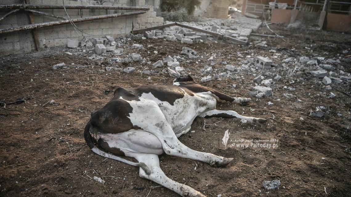 بالصور  : حتى الحيوانات لم تسلم..شاهد كيف أثر العدوان الإسرائيلي على منطقة ' قيزان النجار ' في مدينة خانيونس