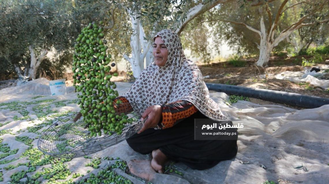 بدء موسم قطف الزيتون بغزة