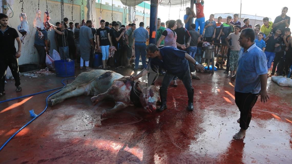 بالصور:جانب من ذبح الأضاحي في قطاع غزة