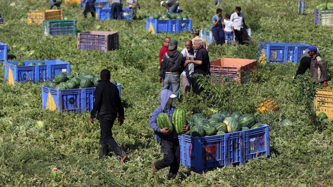 بالصور:مزارعون من شمال غزة يقطفون "البطيخ"