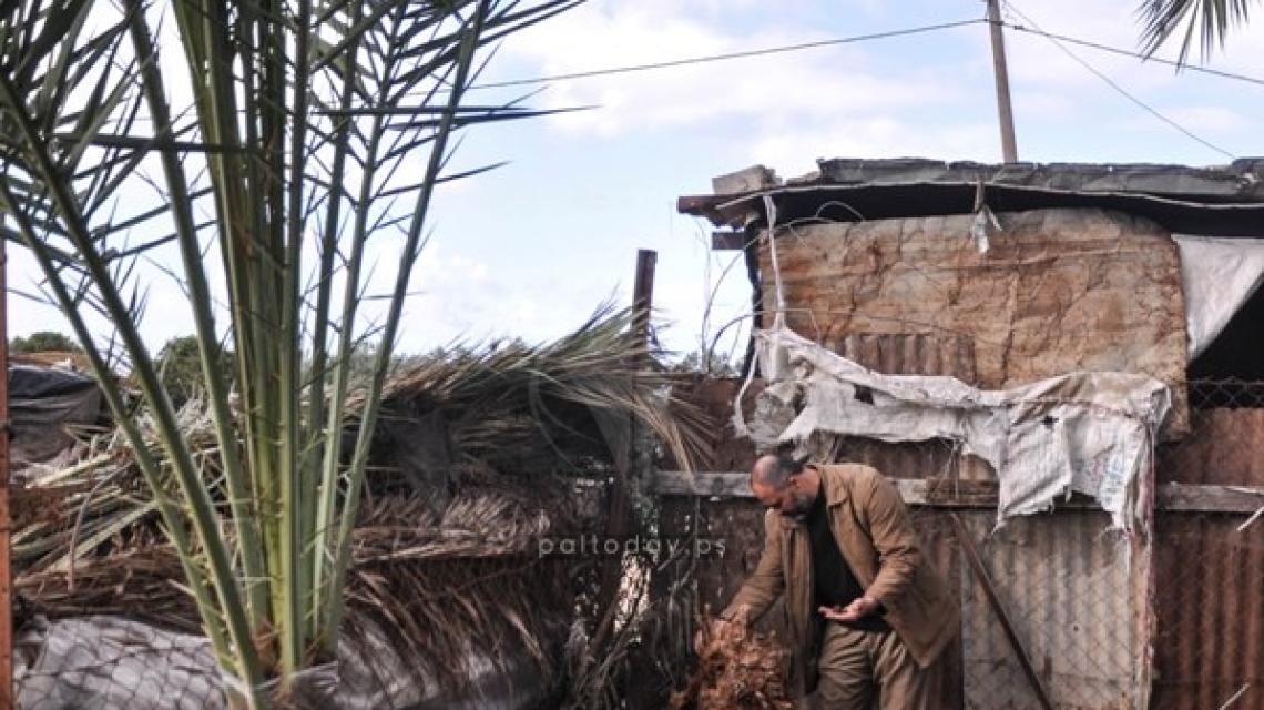 سوسة النخيل تنخر في أشجار النخيل في قطاع غزة