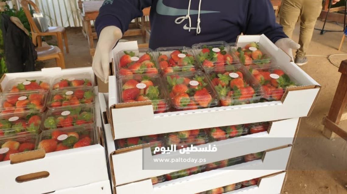 غزة تبدأ بجني  محصول "الفراولة" لتصديره للضفة المحتلة