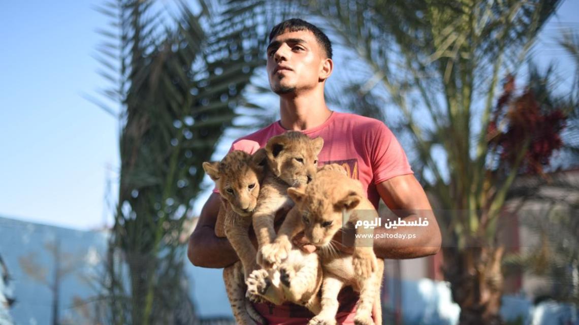 ولادة ثلاثة أشبال اسد فى حديقة حيوان رفح