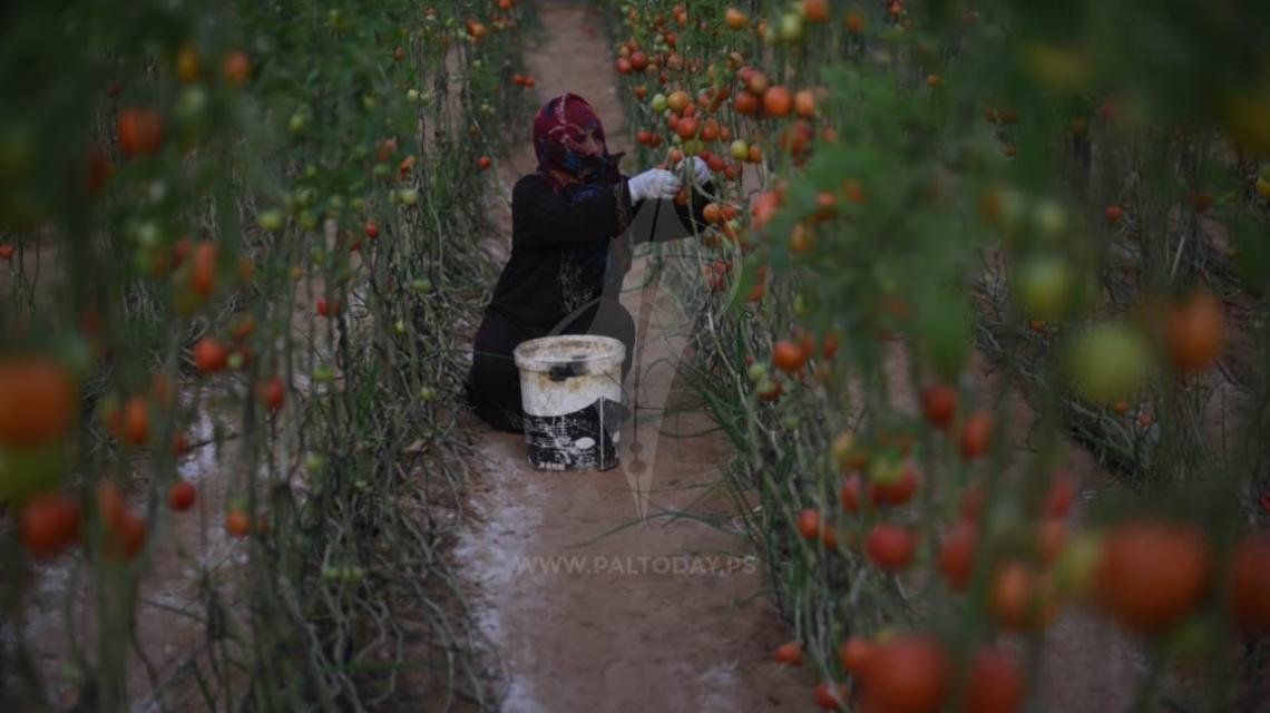 قطف محصول البندورة  من بلدة خزاعة جنوب قطاع غزة