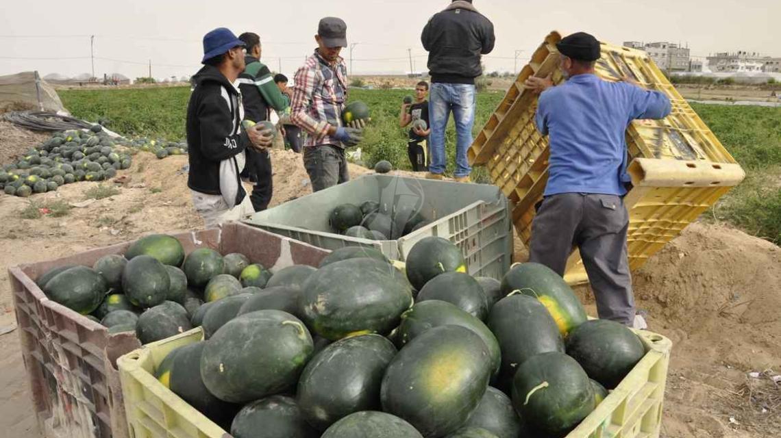 مزارعون يَجْنونَ ثمار البطيخ من المناطق الجنوبية في قطاع غزة