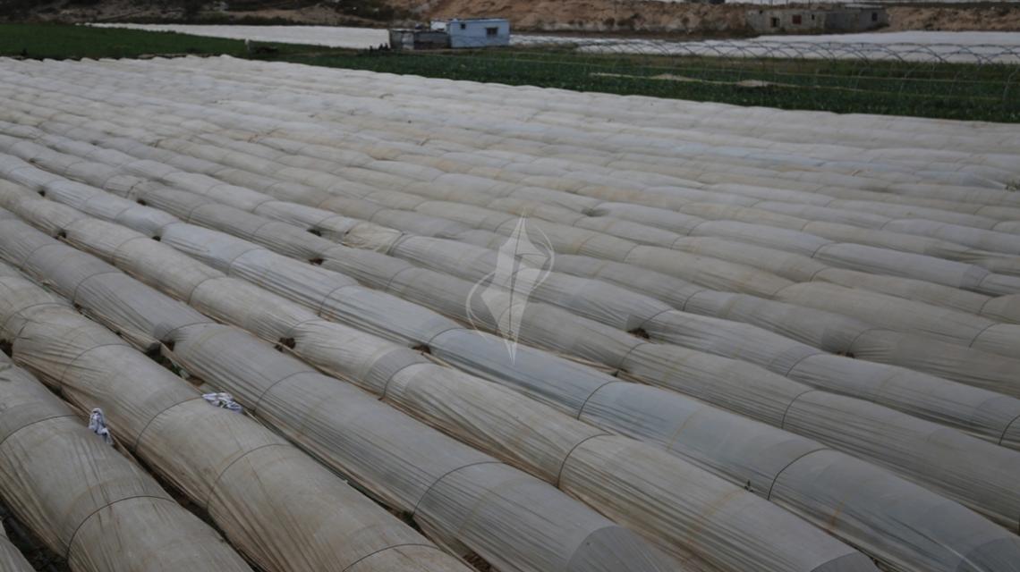 بالصور:تغطية المزارعين الفلسطينيين نباتات الفراولة مع البلاستيك عندما يبدأ موسم الحصاد في بلدة بيت لاهيا، في شمال قطاع غزة