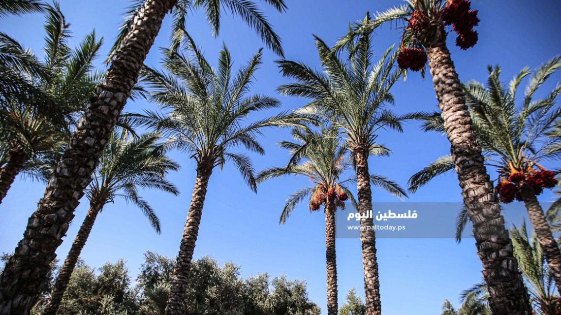 موسم قطف ثمار البلح فى غزة