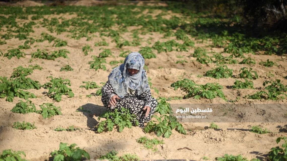 مزارعات غزة يصارعن الحياة لتوفير لقمة العيش
