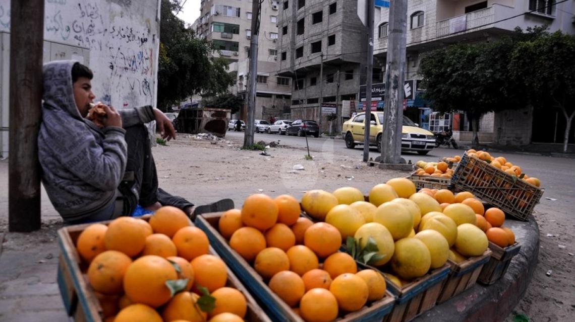 الحمضيات على مفارق الطرق بغزة