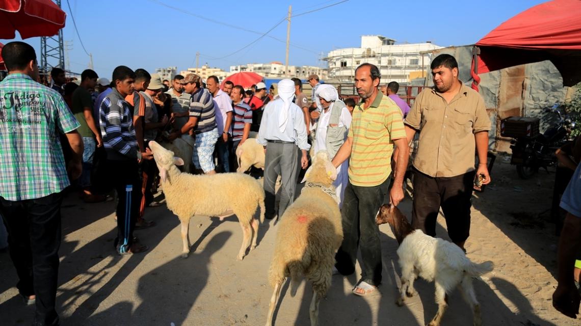 بالصور:سوق الماشية "الحلال" في الجمعة الأولى من ذي الحجة والأخيرة قبل العيد